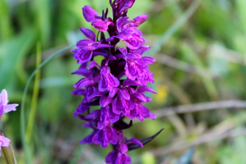 Dactylorhiza majalis